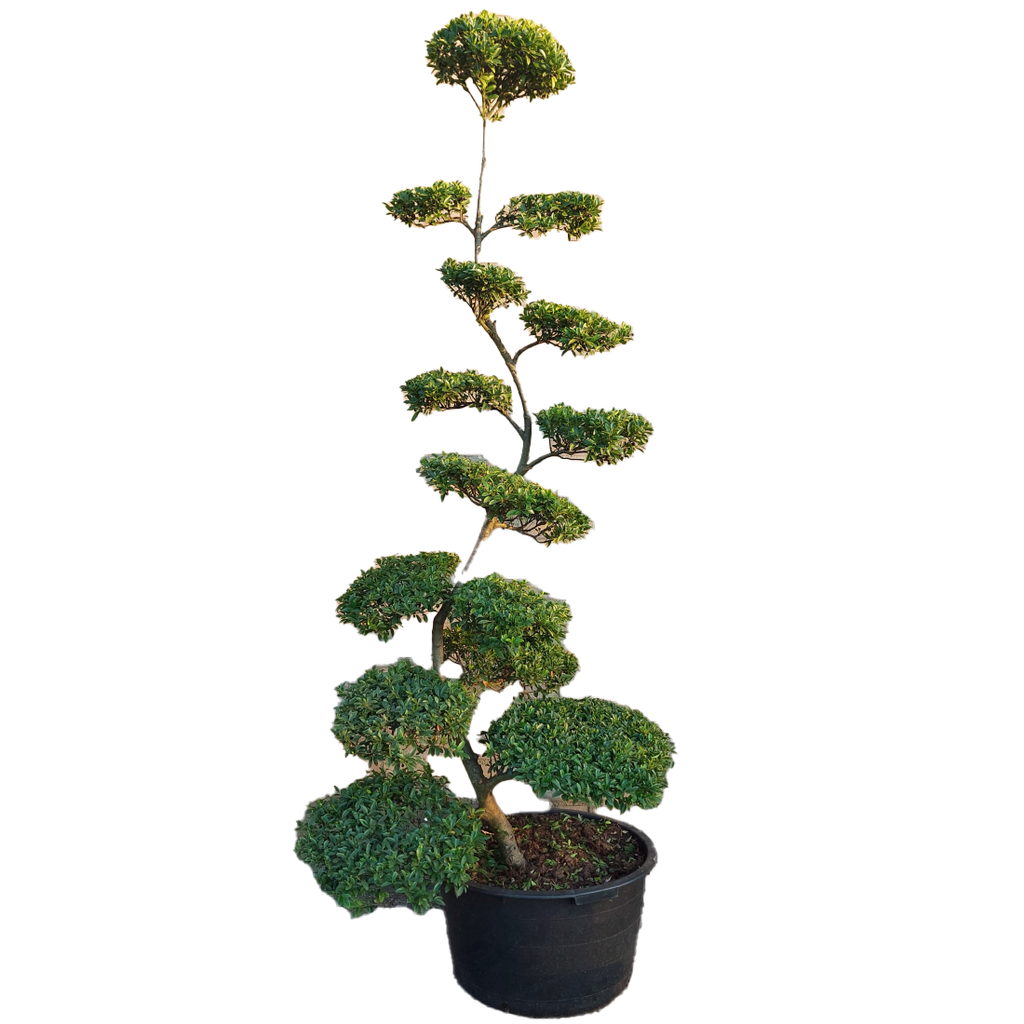 Grote bonsai bomen kopen
