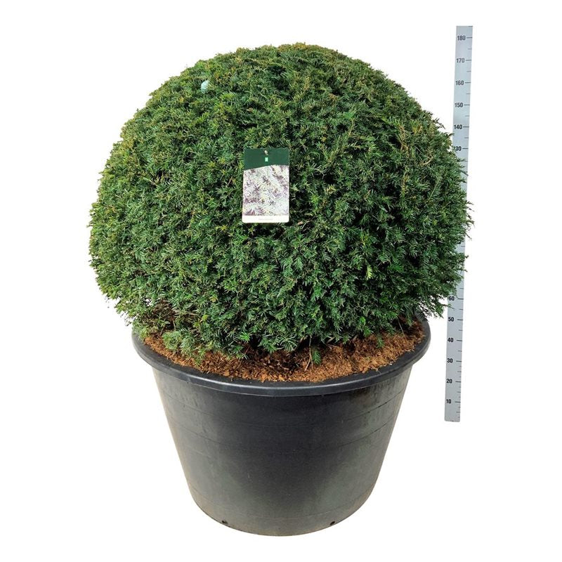 Taxusbollen voor wolkhagen bolvormen