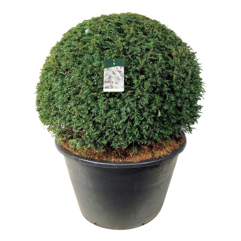 Taxusbollen taxus baccata snoeivorm