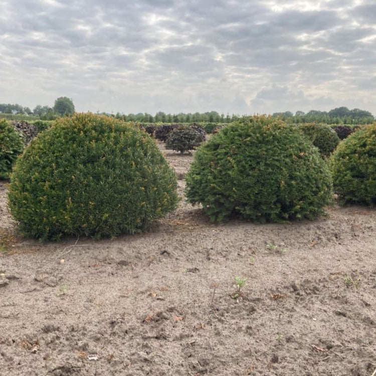 Taxus bollen groot kopen bij de japanse tuin