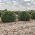 Taxus bollen groot kopen bij de japanse tuin