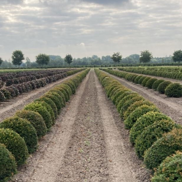 Taxusbollen voor wolkhagen taxus vormsnoei
