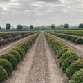 Taxusbollen voor wolkhagen taxus vormsnoei