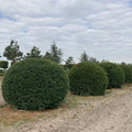 Taxus baccata wolkhagen en bolvormen groot