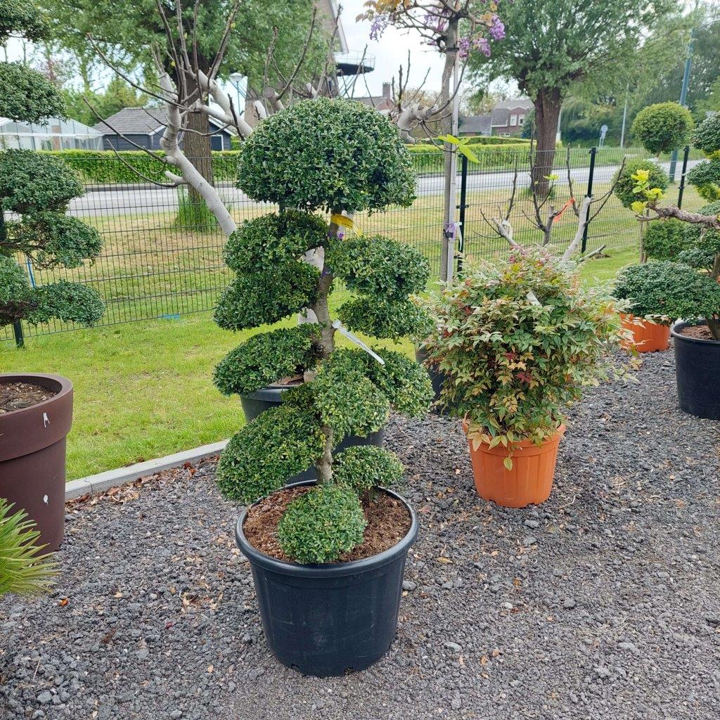 Bonsai-Boom-Groot-Kopen