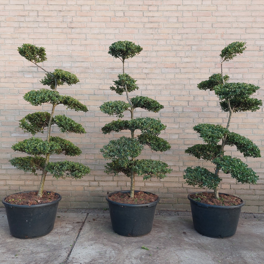 Bonsai Boom Ilex crenata