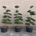 Bonsai Boom Ilex crenata
