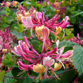 Lonicera x Heckrotti American Beauty - 2 stuks