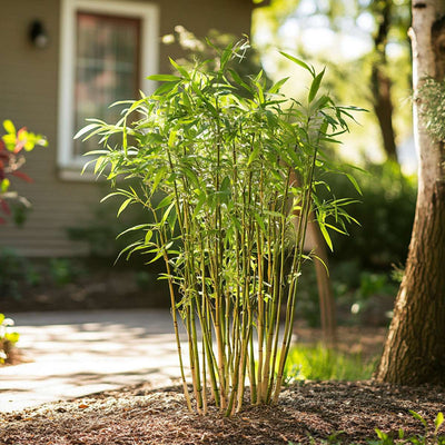 Fargesia Rufa - Bamboe - 6 stuks