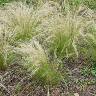 Stipa tenuifolia 'Pony Tails' - 6 stuks