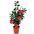 Camellia Japonica - Japanse Roos