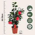 Camellia Japonica - Japanse Roos