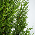 Cupressus sempervirens - Toscaanse Cipres