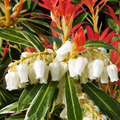 Pieris 'Forest Flame - Rotsheide 2 stuks