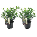 Sarcococca Confusa - Vleesbes - 2 stuks