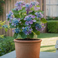 Hydrangea 'Teller' - Hortensia - Blauw - 6 stuks
