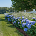 Hydrangea 'Teller' - Hortensia - Blauw - 6 stuks