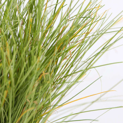 Carex Bronco - Siergras - 6 stuks