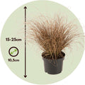 Carex Bronco - Siergras - 6 stuks