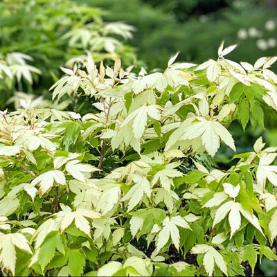 Acer palmatum 'Ukigumo' - 2 stuks