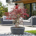 Acer palmatum 'Starfish' - 2 stuks