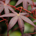 Acer palmatum 'Starfish' - 2 stuks