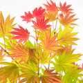 Acer palmatum 'Moonrise' - 2 stuks