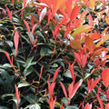 Photinia fraseri 'Red Robin' - 6 stuks
