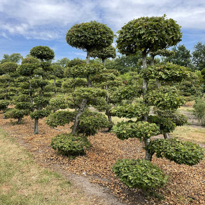 Carpinus betulus