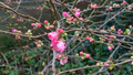 Chaenomeles superba 'Pink Lady' - Japanse Kwee