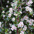 Cotoneaster procumbens 'Queen of Carpets' - Dwergmispel