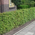 Carpinus betulus - Haagbeuk blote wortel
