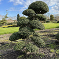 Ilex crenata Kinme Bonsai Boom