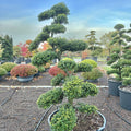 Ilex crenata Kinme Bonsai Boom