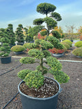 Ilex crenata Kinme Bonsai Boom