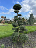 Ilex crenata Kinme Bonsai Boom