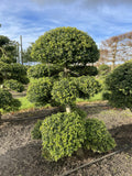 Ilex crenata Kinme Bonsai Boom 100-120cm