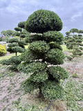 Ilex crenata Kinme Bonsai Boom 120-140cm