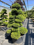 Ilex crenata Kinme Bonsai Boom 160-180cm
