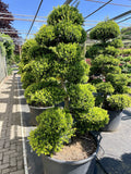 Ilex crenata Kinme Bonsai Boom 160-180cm