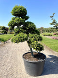 Ilex crenata Kinme Bonsai Boom 160-180cm
