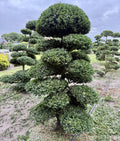 Ilex crenata Kinme Bonsai Boom 120-140cm