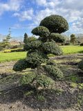 Ilex crenata Kinme Bonsai Boom 100-120cm