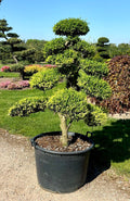 Ilex crenata Kinme Bonsai Boom 160-180cm