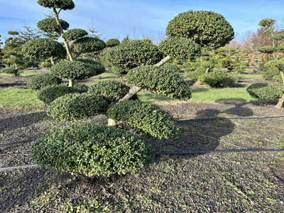 Ilex crenata Kinme Bonsai Boom 100-120cm