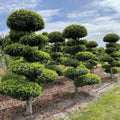 Prunus lusitanica Bonsai Boom