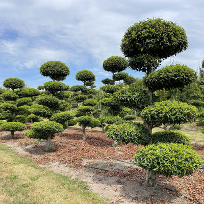 Prunus lusitanica Bonsai Boom