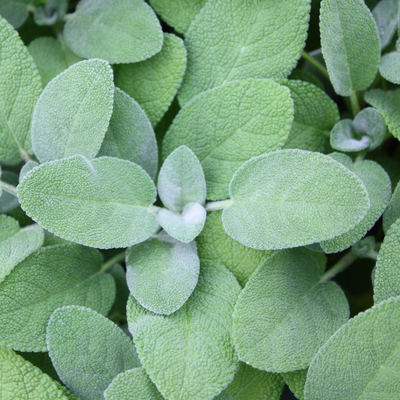 Salvia officinalis 'Berggarten' - Compacte salie