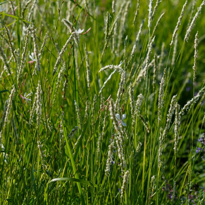Sesleria autumnalis - Herfstblauwgras