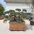 grote-Bonsai-boom-kopen